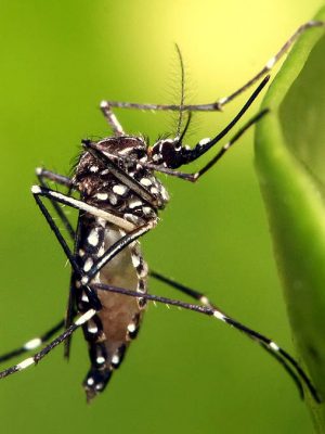 aedes-aegypti