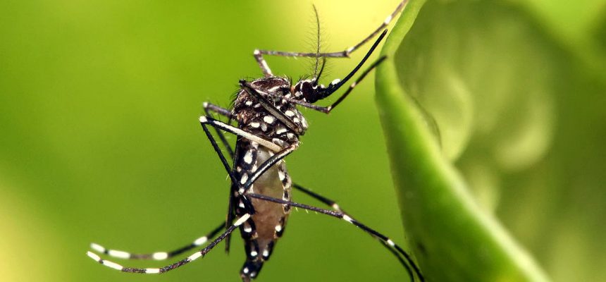 aedes-aegypti