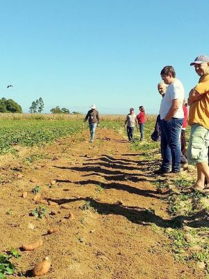 maracaja-dia-de-campo-batata-doce-1