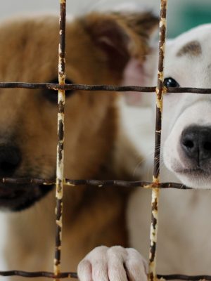 cachorros-foto-de-jhulian-pereira-1