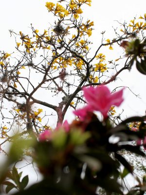 concurso-fotografico-arvores-de-criciuma-segue-com-inscricoes-abertas-foto-de-jhulian-pereira