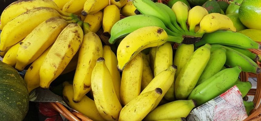 agricultores-de-criciuma-podem-pedir-mudas-gratuitas-de-banana-ate-agosto