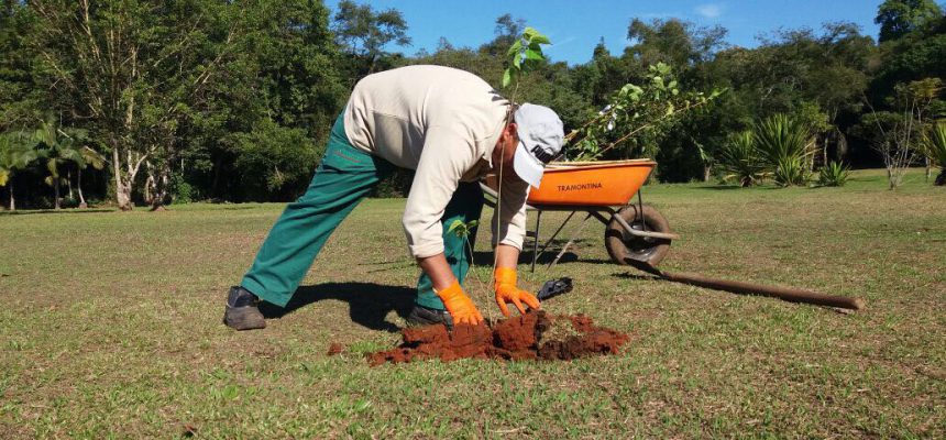 famcri-planta-arvores-frutiferas-no-horto-florestal