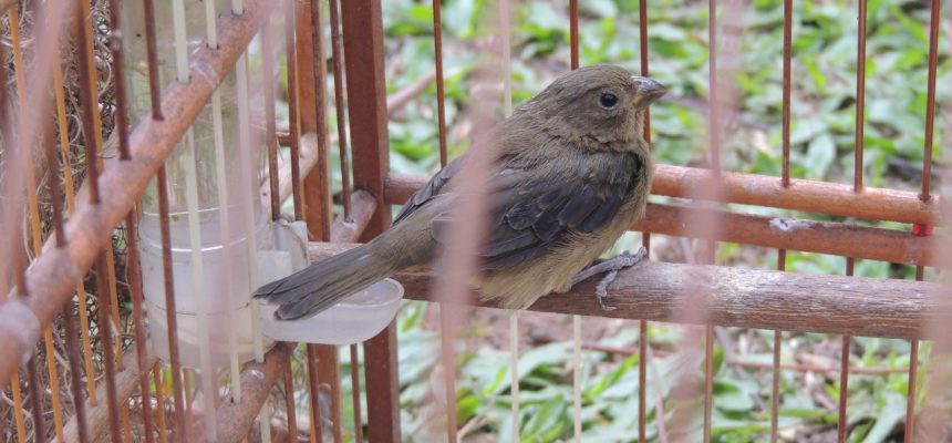 apreensao-de-aves-em-criciuma-16-divulgacao-decom