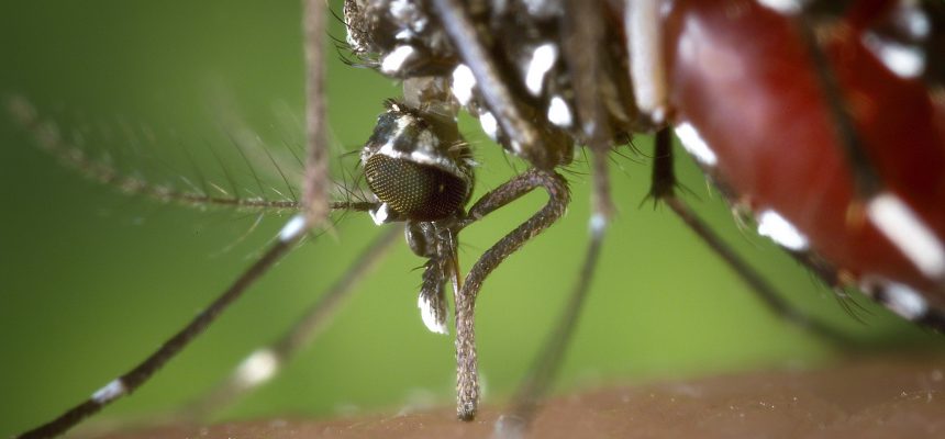 mosquito-dengue-1